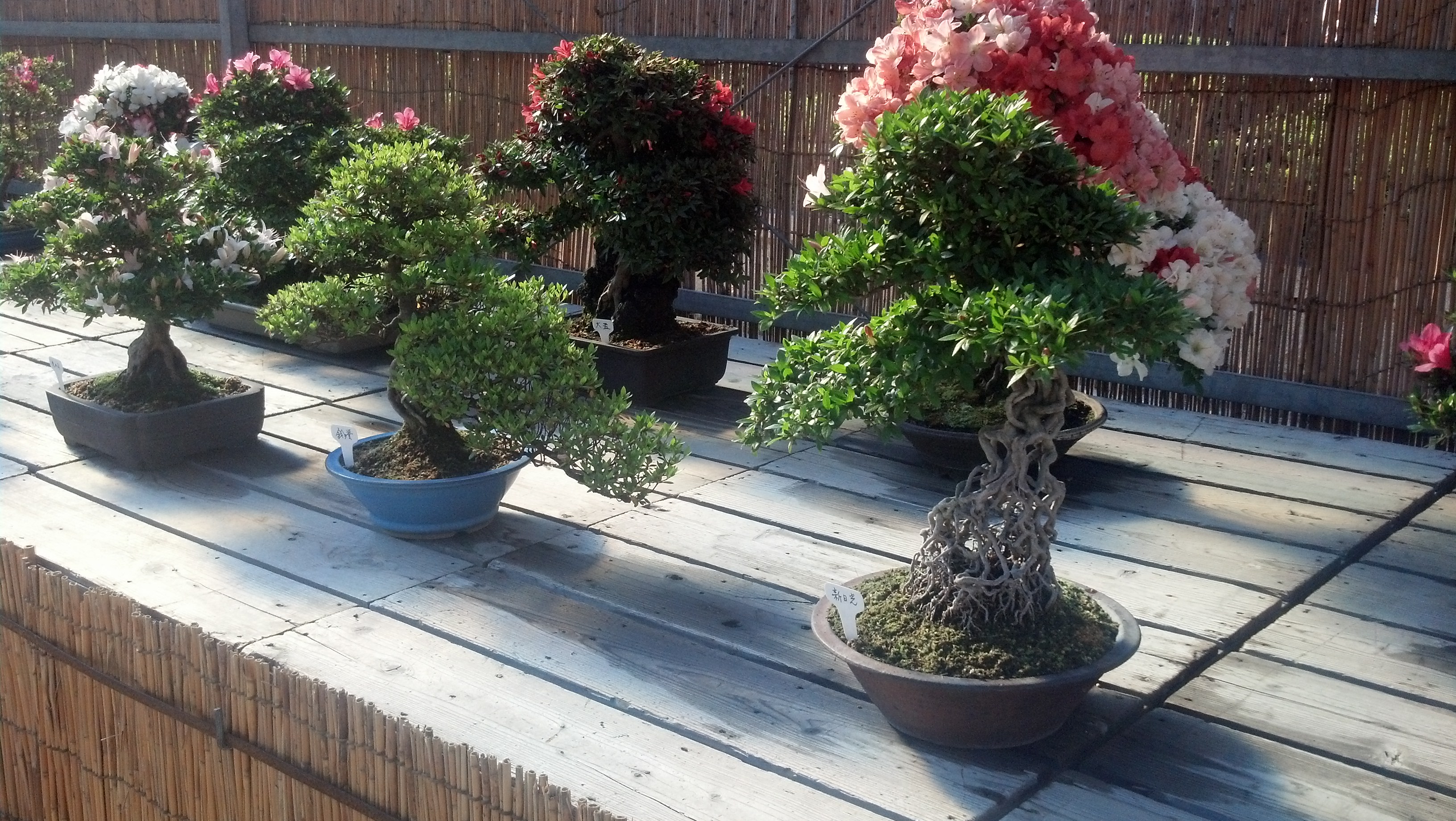 There were many bonsai on display near Nagoya Castle. I love bonsai!